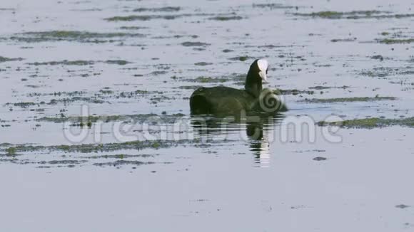 一只鸟在湖中游泳寻找可食用的藻类吃藻类喂养雏鸟视频的预览图