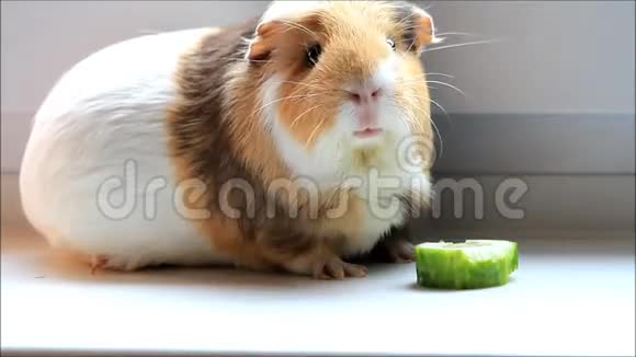 宠物豚鼠啃蔬菜视频的预览图