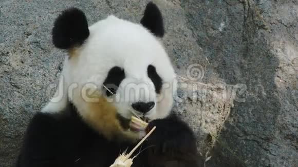 大熊猫特写视频的预览图