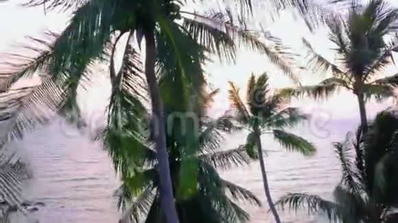 日落时棕榈树的海滨鸟瞰图带海景的热带海岸线视频的预览图