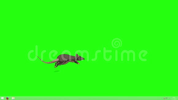 布朗老鼠来回跳跃动画Chroma键视频的预览图