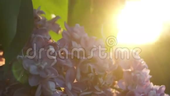 淡紫色的灌木丛在阳光的照射下分枝视频的预览图