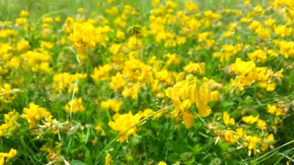 小草里鲜艳的黄色花朵随风摇曳视频的预览图