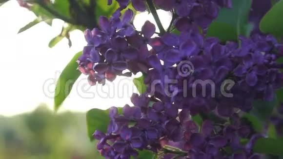 深紫色的紫丁香花朵在阳光的照耀下视频的预览图