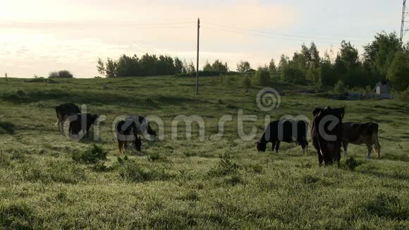 农场草地上放牧的奶牛群视频的预览图