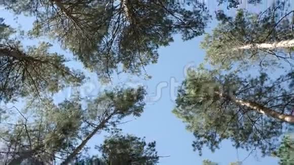 透视图森林中松树之间的旋转视频的预览图