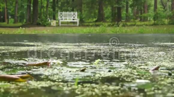 雨天公园长凳上的池塘表面视频的预览图