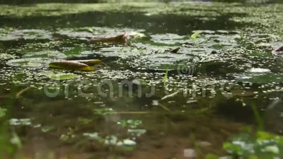 雨点落在池塘的水面上视频的预览图