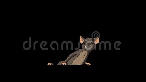 布朗老鼠爬出来然后隐藏动画阿尔法马特视频的预览图