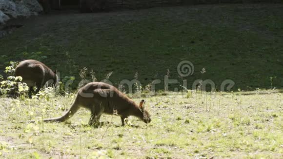 Low袋鼠一家在动物园吃草视频的预览图