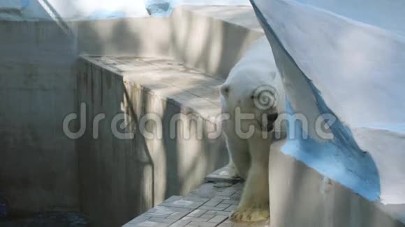 黄北极熊在他的鸟舍里散步视频的预览图