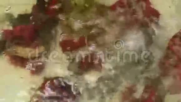 虾和螃蟹在水里视频的预览图
