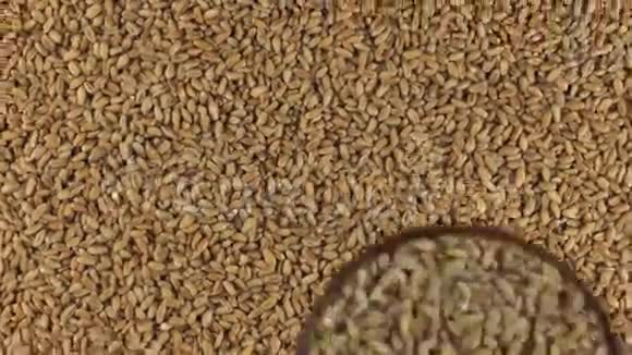 用放大镜检查旋转的小麦颗粒视频的预览图