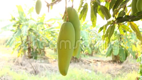 芒果树与阳光泰国香麦视频的预览图