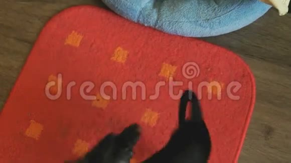 狗的玩具猎犬在垫子上追逐尾巴视频的预览图