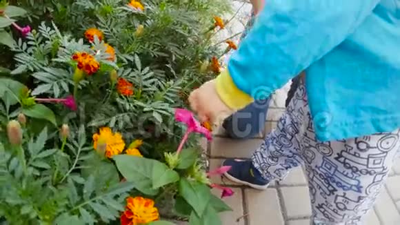 特写4K镜头可爱的小男孩触摸花朵视频的预览图