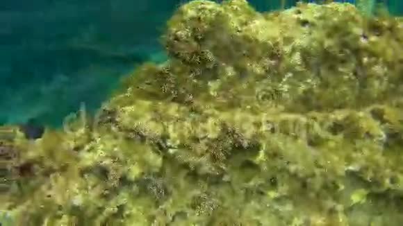 海洋浮潜的观点与海洋中的鱼类视频的预览图