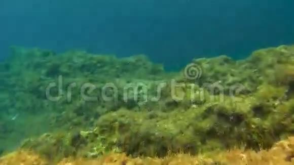 海洋浮潜的观点与海洋中的鱼类视频的预览图