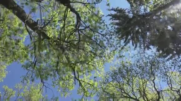 镜头从下方移去一片橡树园在蓝天的背景下长出嫩绿的叶子视频的预览图