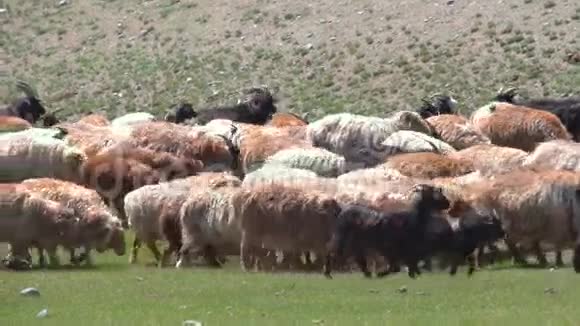在绿野上放牧的羊群视频的预览图