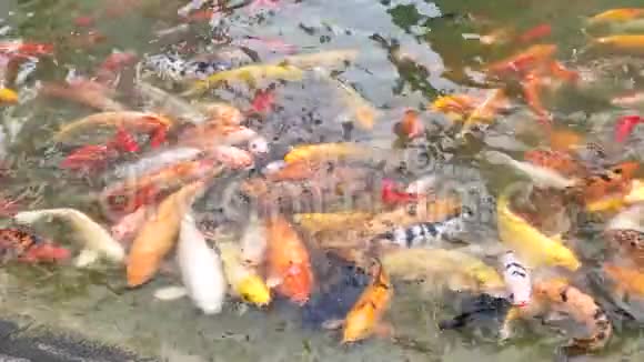 锦鲤成群结队地争抢食物数以百计的花鲤鱼在游泳池里喂食五颜六色的花鲤鱼视频的预览图