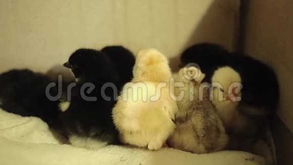最近孵化出来的还是湿的昏迷的黄色的新生小鸡在一个孵化器里他们紧紧地配合着入睡视频的预览图