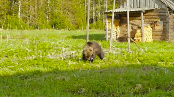 棕熊吃新鲜的青草视频的预览图