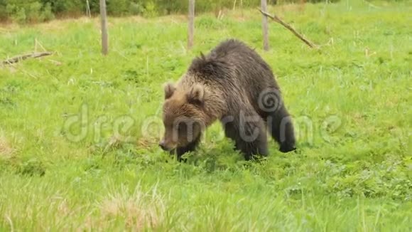 棕熊吃新鲜的青草视频的预览图
