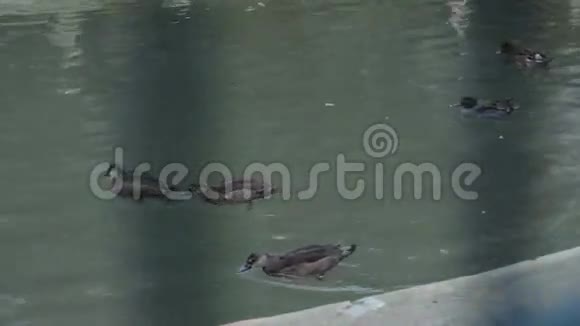 火烈鸟和鸭子在水里游泳视频的预览图