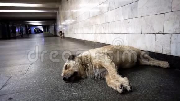 这只老狗睡在过渡背景中视频的预览图