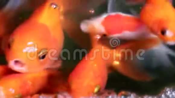 柔软专注美丽可爱的金鱼游泳视频的预览图