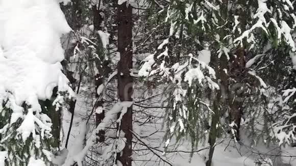积雪覆盖着树木的冬季公园里降雪冬季森林散步视频的预览图