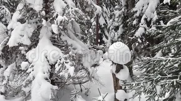 积雪覆盖着树木的冬季公园里降雪冬季森林散步视频的预览图