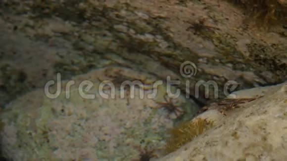 海洋蟹类沿着海洋的岩石奔跑顶景抛洒清水视频的预览图