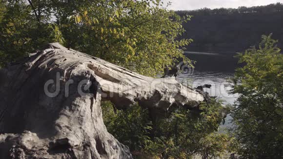 大自然的风景和水中的一棵老破树视频的预览图