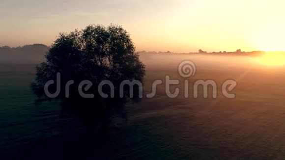 黎明时分田野里一棵孤独的树在朝阳的照耀下视频的预览图
