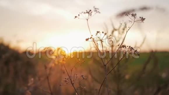 美丽的大自然夕阳下野草在风中摇曳乡村慢节奏视频的预览图