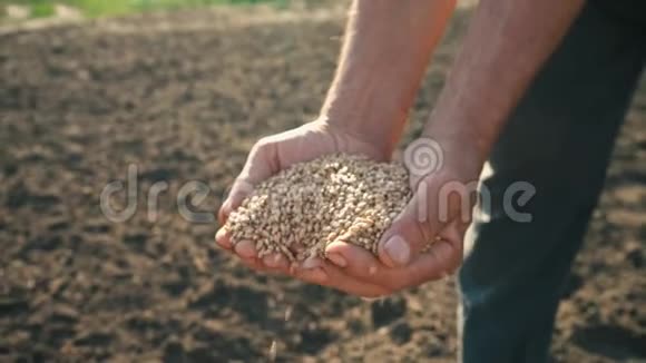 粮食在农夫手中小麦在田里的人的手指里倒出来视频的预览图