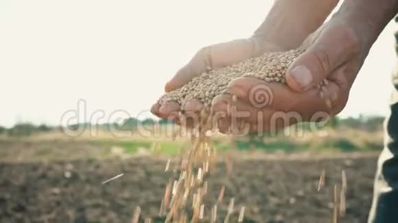 粮食在农夫手中小麦在田里的人的手指里倒出来视频的预览图