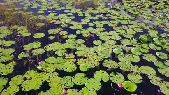 湖中许多睡莲的鸟瞰图池塘莲花的俯视图视频的预览图