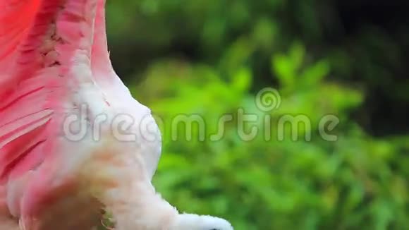 鸟清洁它的羽毛视频的预览图