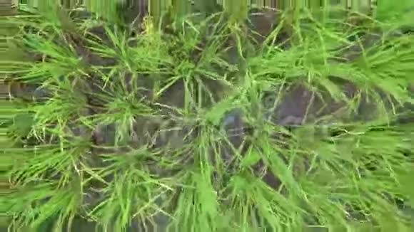 摄像机缓缓升起100米以上的亮绿色水稻种植空中录像视频的预览图