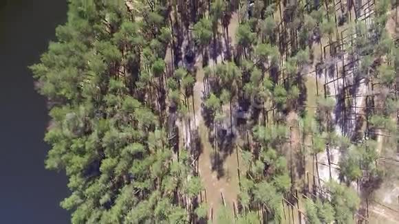 4K空中无人机镜头以上林地森林公园自然室外视频的预览图