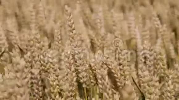 小麦的详细特写视频的预览图