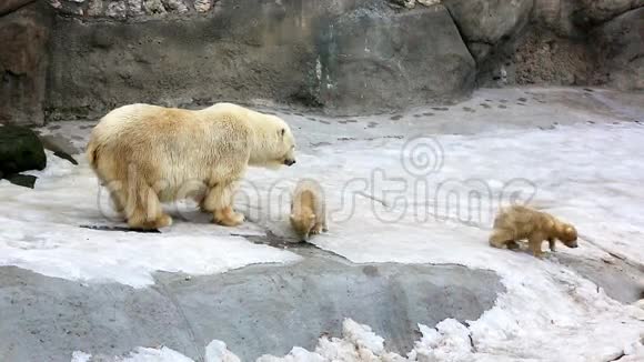 北极熊和小熊玩耍视频的预览图