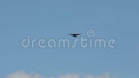 北雀鹰鸟Accipiternisus盘旋在草地上寻找猎物视频的预览图