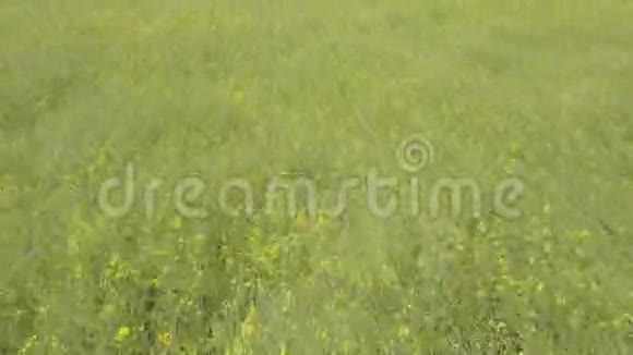 黄花飞过绿野视频的预览图