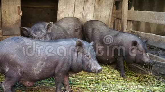 关在农场笼子里的越南黑猪视频的预览图