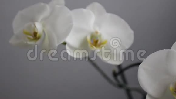 白色兰花的纤细的大芽完全开花在工作室的灰色背景柔软的专注于花蕾视频的预览图
