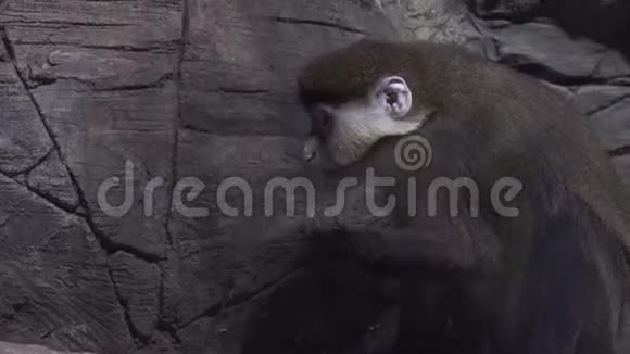 德布拉萨猴子吃食物股票录像视频的预览图